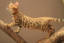 Excowild Isidur