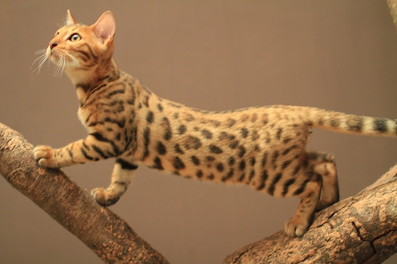 Excowild Isidur