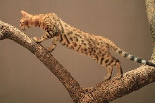 Excowild Ivanhoe - Leopard