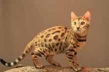 Excowild Ivanna - Cute