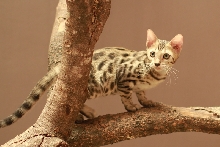 Excowild Jepplin