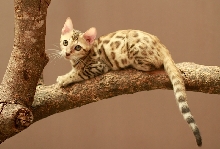 Excowild Jihanz