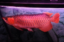 Super Red