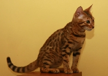 Dania Bengal