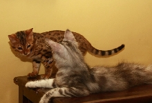 Bengal & MC