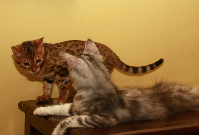 Bengal & MC