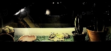 # Current Terrarium #