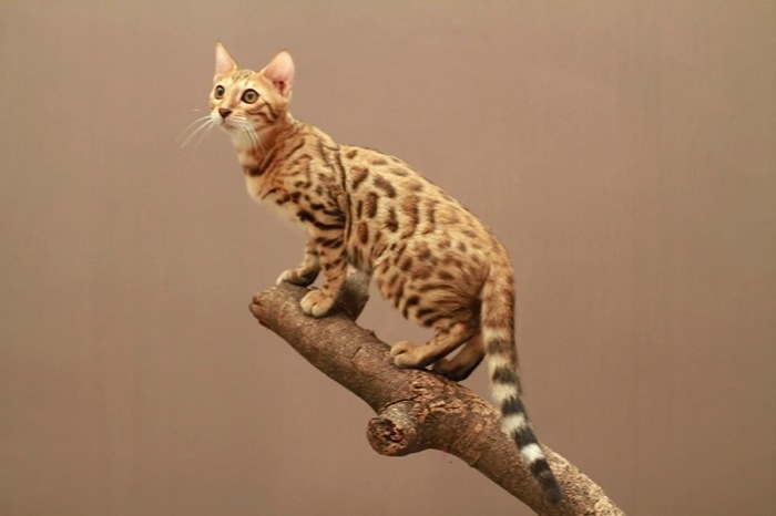 Excowild Ivanhoe