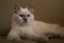 Jerry - Blue Point