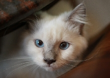 Jerry - Cute
