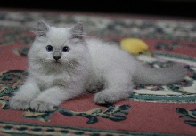 The Birman - Jery
