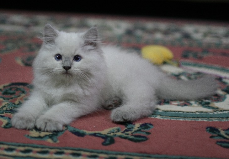 The Birman - Jery