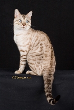 Sample of Seal-lynk point Bengal