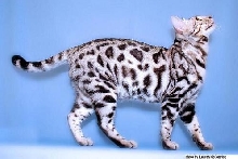 Sample of Silver Bengal