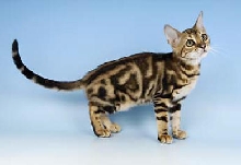 Sample of Marble Bengal