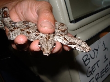 2 headed boa