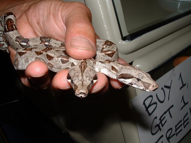 2 headed boa