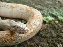 Hogg Female 1