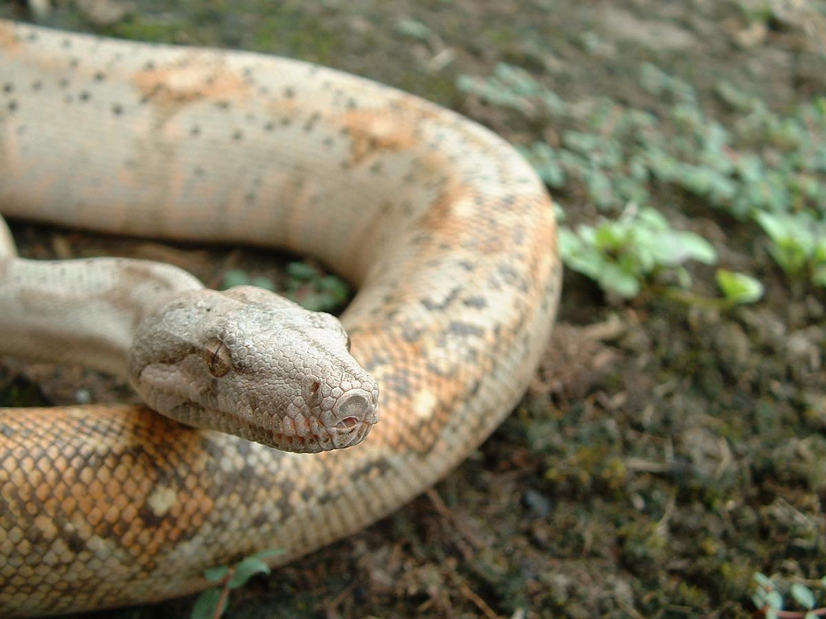 Hogg Female 1