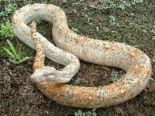 Hogg Female 2