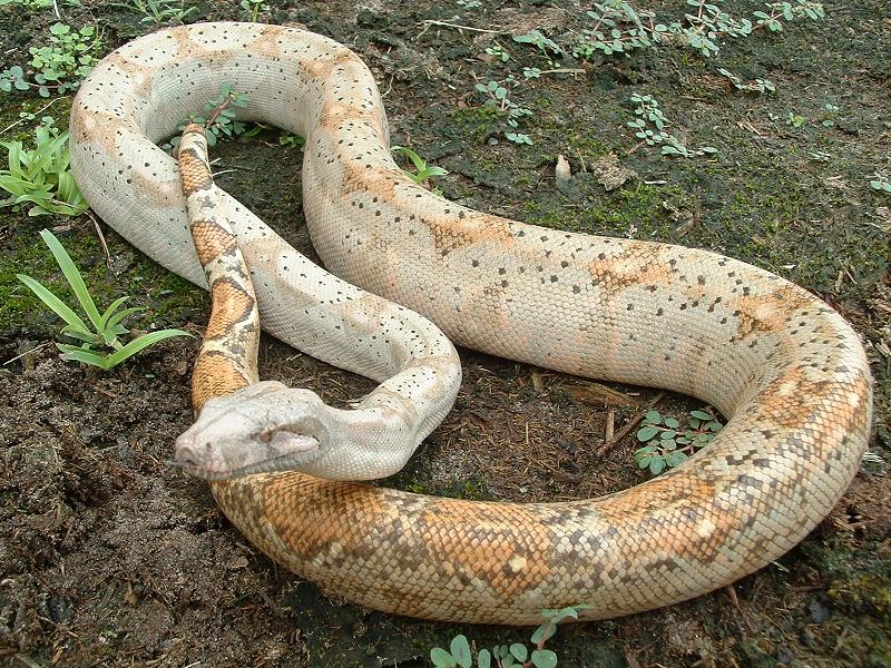 Hogg Female 2