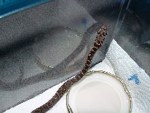 Colubrid
