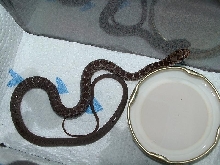 colubrid2