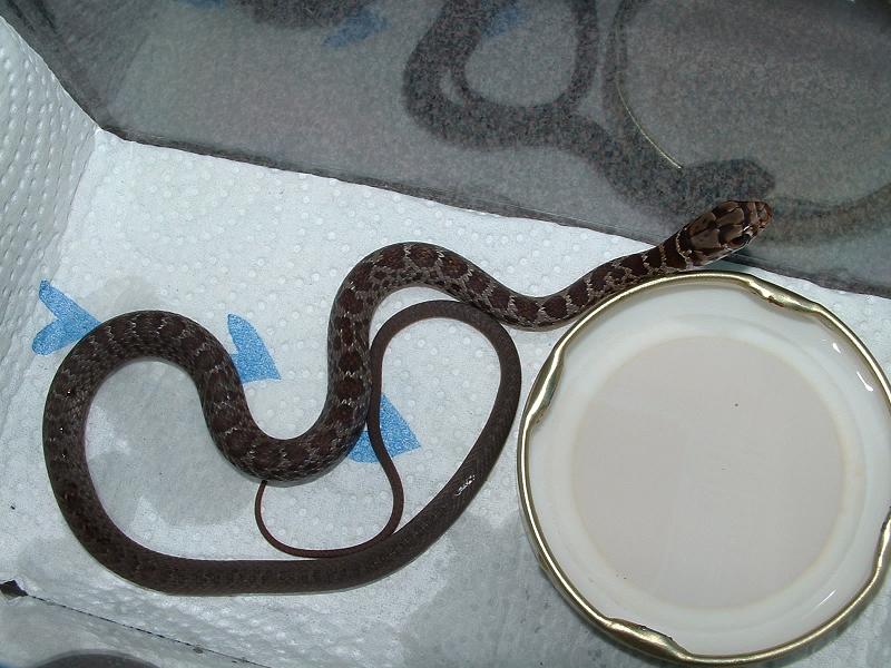 colubrid2