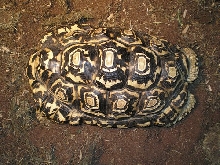 Leopard Tortoise Male