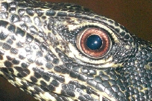 Blue Tailed monitor