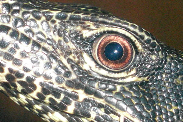 Blue Tailed monitor