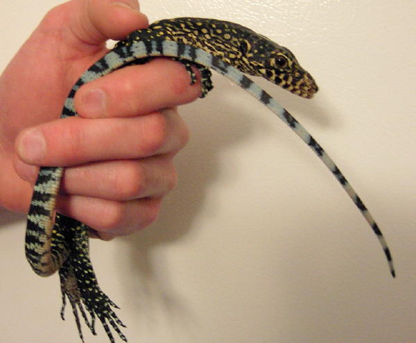 Blue Tail