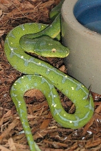 Lereh Green Tree Python