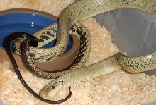 Jansen Rat Snake