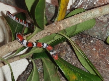 northern scarlet i think