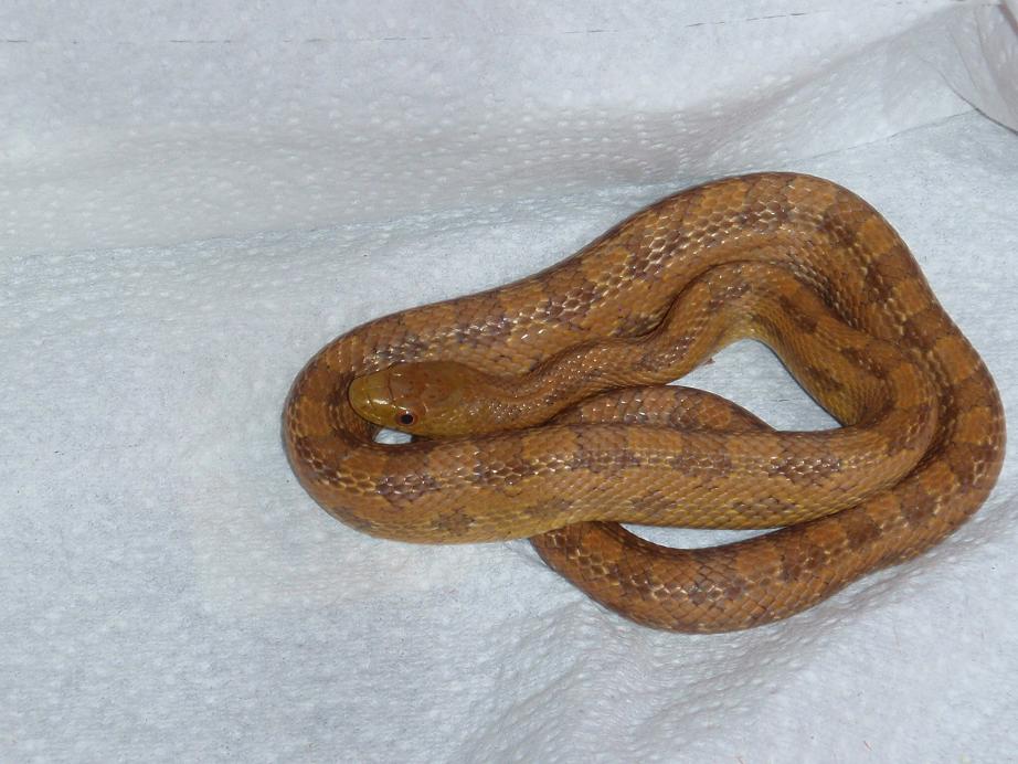 juvenile everglades rat