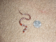 small scarlet