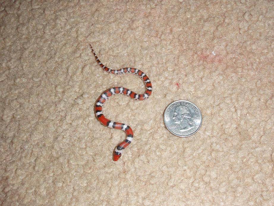 small scarlet