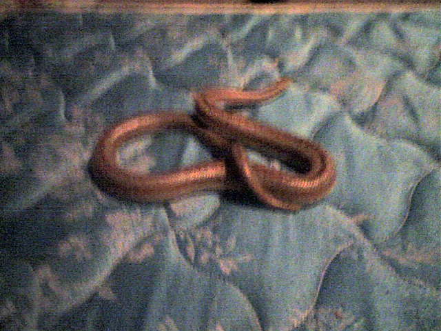 sid my rosy boa