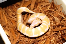 09 female Albino