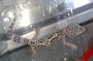my new leopard...