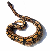 Kahlua