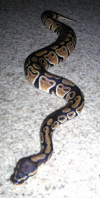 Kahlua