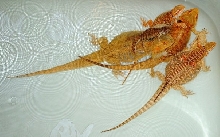 king of the lilly