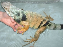 bath time for the dant