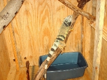 Dante in enclosure