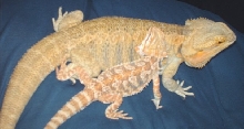 lily and warwick