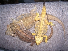 triangular beardies
