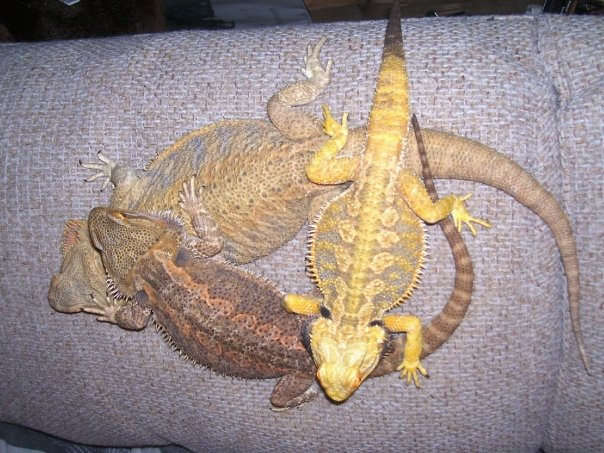 triangular beardies