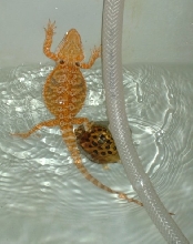 warrick in bath